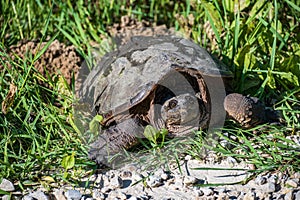 Common Snapping Turtle Laying Eggs