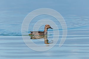 Female common teal swimming