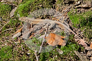 Female common wall lizard, Podarcis muralis