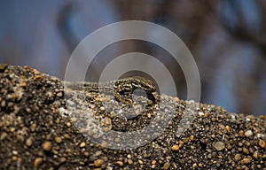 Female common wall lizard podarcis muralis on rock stone wall at atlantic beach coast in french seaside town Biarritz