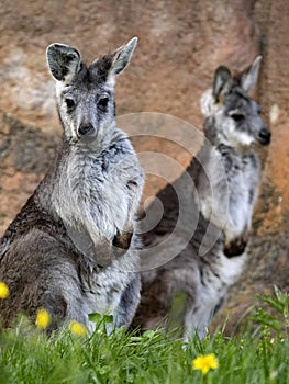 Female Common wallaroo, Macropus r. robustus, observe the surroundings