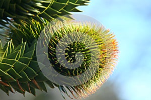 Female cone of the Araucaria araucana