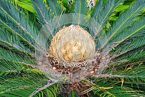 The female cone of a Cycas revoluta