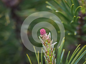 Female cone of dwarf mountain pine latin name: Pinus mugo
