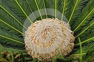 Female cone and foliage of cycas revoluta cycadaceae sago palm photo