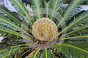 Female cone and foliage of cycas revoluta cycadaceae sago palm photo