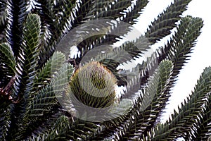 A female cone in a Monkey-puzzle