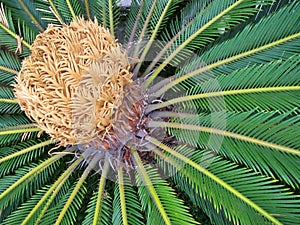 Female cone of sago palm tree, flowering plant of Cycas revoluta