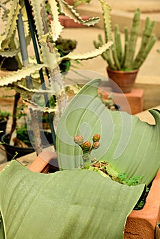 Female cones