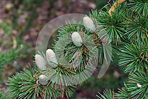 Female cones of the Cedar of Lebanon (Cedrus libani)