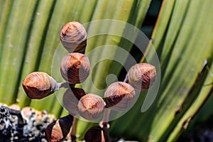 Female cones of Welwitschia plant