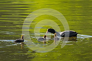 Female Coot Taking Care of Its Children in Spring