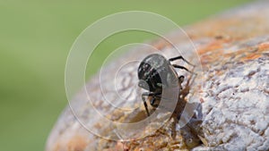 Female of Copper Sun Jumper or Copper Sun-jumper, Jumping Spider, Heliophanus cupreus in his environment