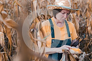 Female corn farmer using digital tablet in cornfield, smart farming