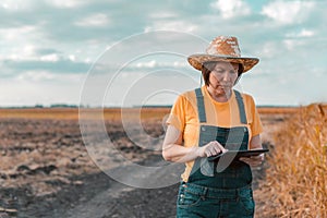 Female corn farmer using digital tablet in cornfield, smart farming
