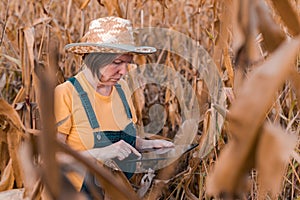 Female corn farmer using digital tablet in cornfield, smart farming