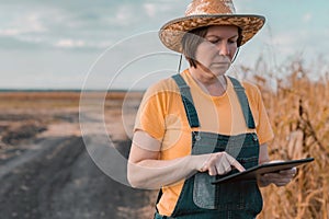 Female corn farmer using digital tablet in cornfield, smart farming