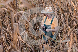 Female corn farmer using digital tablet in cornfield, smart farming