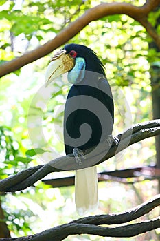 A female Corolla Crested Hornbill stand on a vine