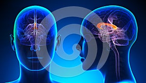 Female Corpus Callosum Brain Anatomy - blue concept photo