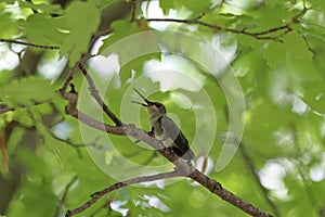 Female Costa`s Hummingbird Calypte costae Singing photo