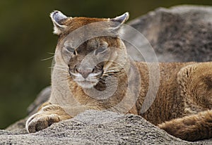 Female Cougar