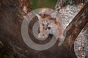 Female Cougar Kitten Puma concolor on Branch Claws Out