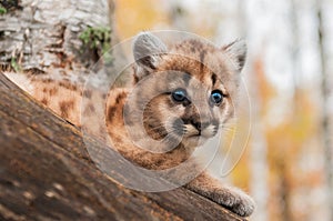 Female Cougar Kitten (Puma concolor) Looks Out photo