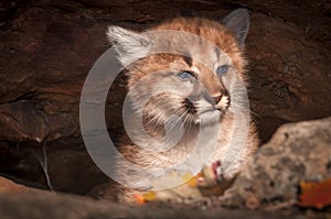 Female Cougar Kitten Puma concolor Sits in Rock Crevice photo