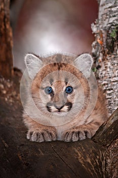 Female Cougar Kitten Puma concolor Stares Out From Tree