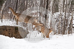 Female Cougar Puma concolor Leaps Off Rock to Pounce on Sibling Winter