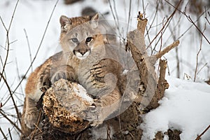 Female Cougar (Puma concolor) Pauses to Look While Sharpening Claws on Log Winter