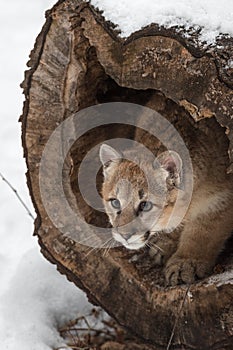 Female Cougar Puma concolor Prepares to Pounce Out of Log