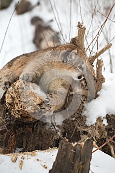 Female Cougar (Puma concolor) Sharpening Claws Leans Right Winter