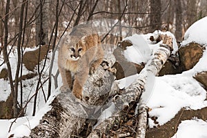 Female Cougar Puma concolor Stands Atop Logs at Densite Winter