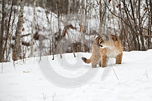 Female Cougar Puma concolor Turned to Look Left in Snow Winter