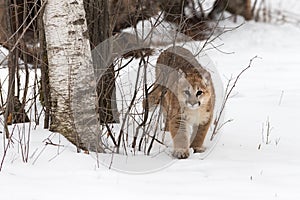 Female Cougar Puma concolor Walks Foward Past Tree Winter