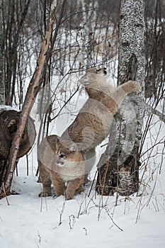 Female Cougars Puma concolor and Birch Trees Winter