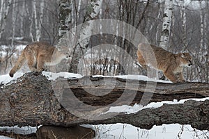 Female Cougars Puma concolor Chase Across Log