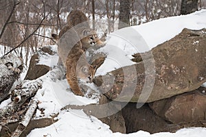 Female Cougars Puma concolor Climb Down Side of Snow Covered Den Winter