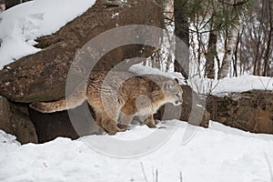 Female Cougars Puma concolor Climb Out of Den Winter