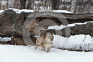 Female Cougars Puma concolor In and In Front of Log Winter