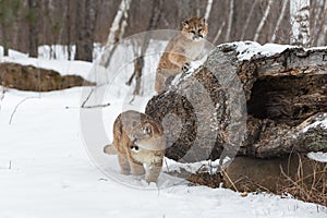 Female Cougars Puma concolor In Front of and On Log Winter