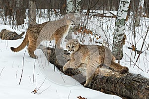 Female Cougars Puma concolor Hang Out Together on Log Winter