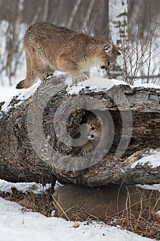 Female Cougars Puma concolor On and In Hollow Log Winter