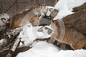 Female Cougars Puma concolor Interact Atop Rock Den Winter