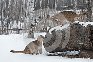 Female Cougars Puma concolor Investigate Log