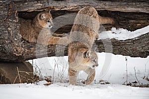 Female Cougars Puma concolor In and Jumping Out of Log Winter