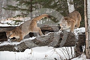 Female Cougars Puma concolor Knock Snow Off Hollow Log Winter