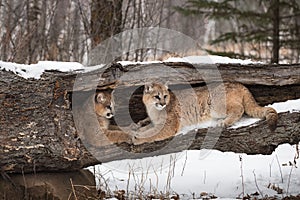 Female Cougars Puma concolor Lie in Log Paws Touching Winter